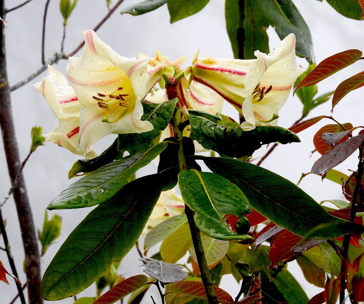 い53-042 SPRING FLORA OF SIKKIM HIMALAYA シッキム ヒマラヤの